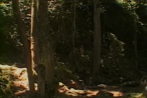 Amanda & Paula - trio In The Forest