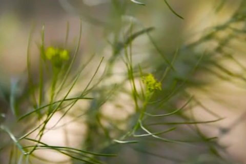 Ts Aubrey Kate Flower girls